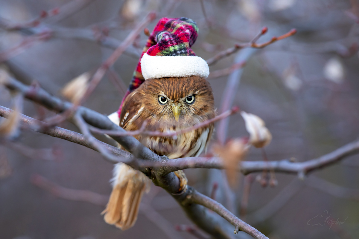 Kulíšek nejmenší brazilský (Glaucidium brasilianum) - Ferruginous pygmy owl