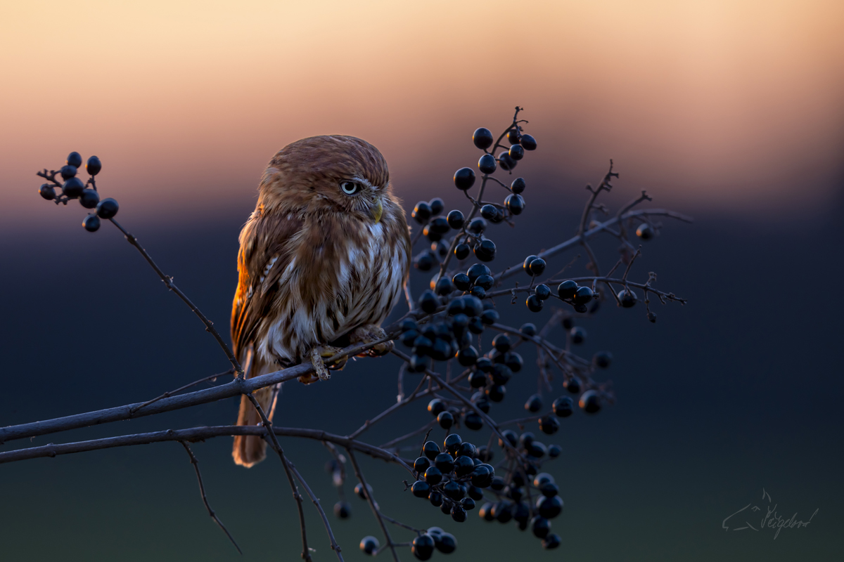 Kulíšek brazilský (Glaucidium brasilianum) - Ferruginous pygmy owl