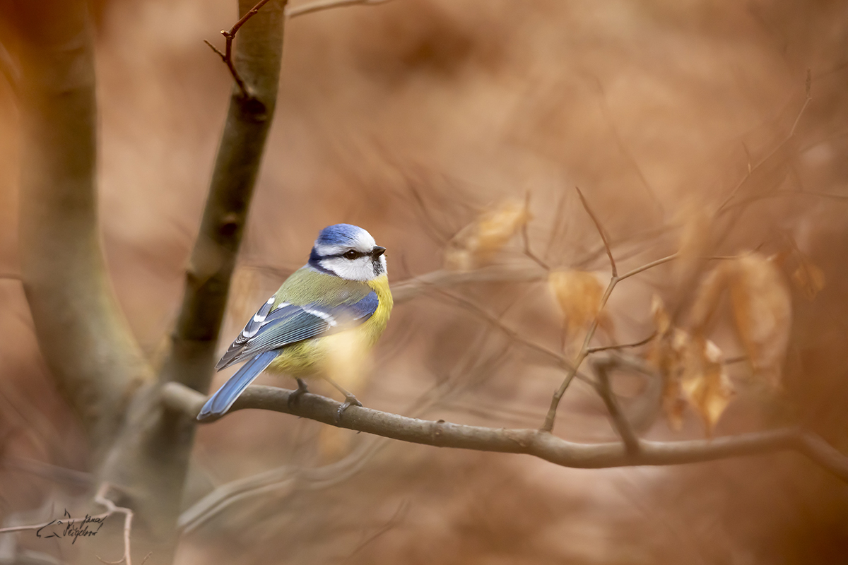 Sýkora modřinka (Cyanistes caeruleus) - Eurasian blue tit