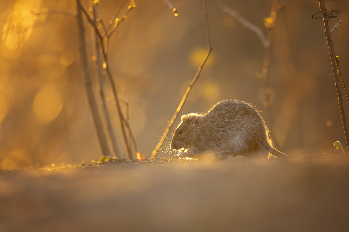 potkan obecný (Rattus norvegicus) - Brown rat