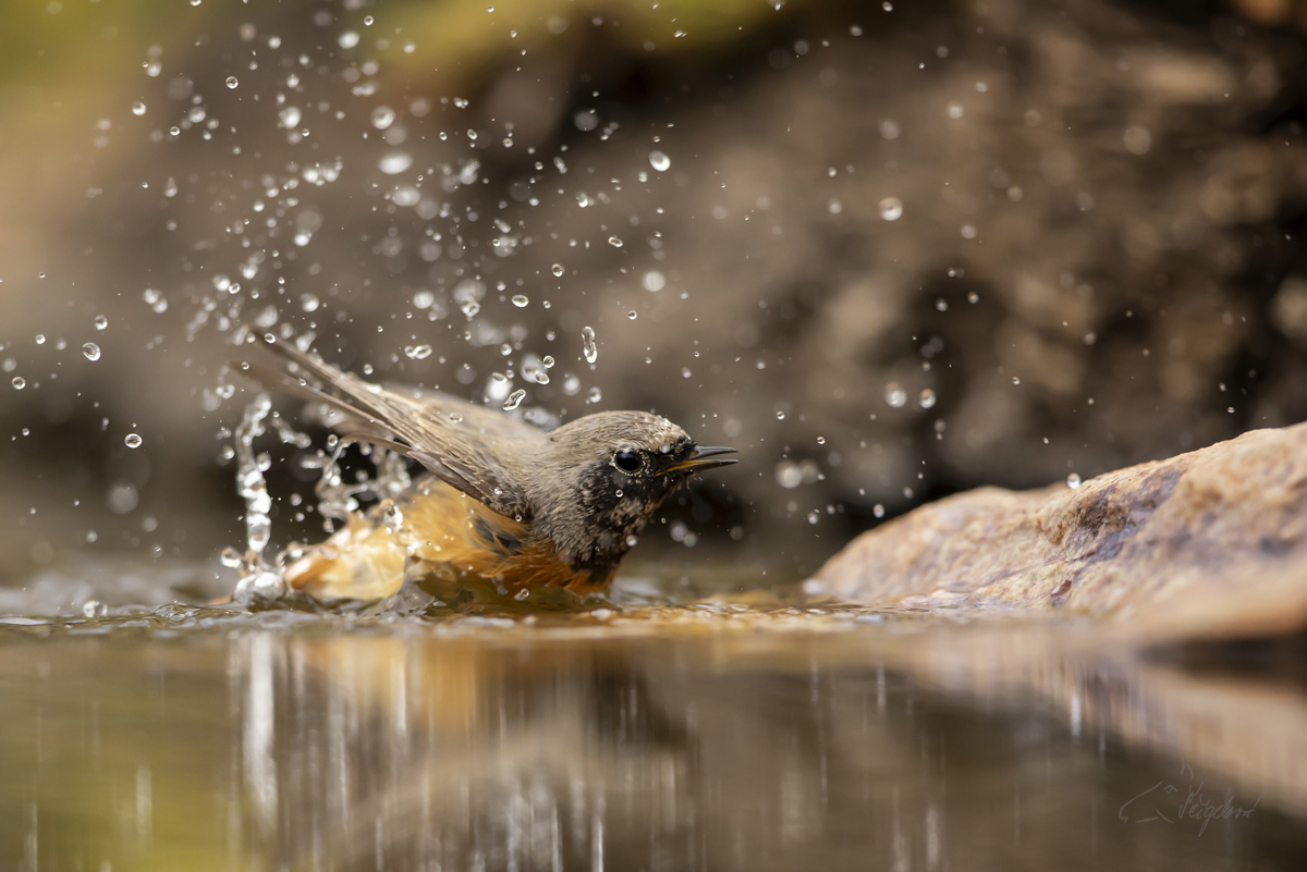 Rehek zahradní (Phoenicurus phoenicurus) - Common Redstart