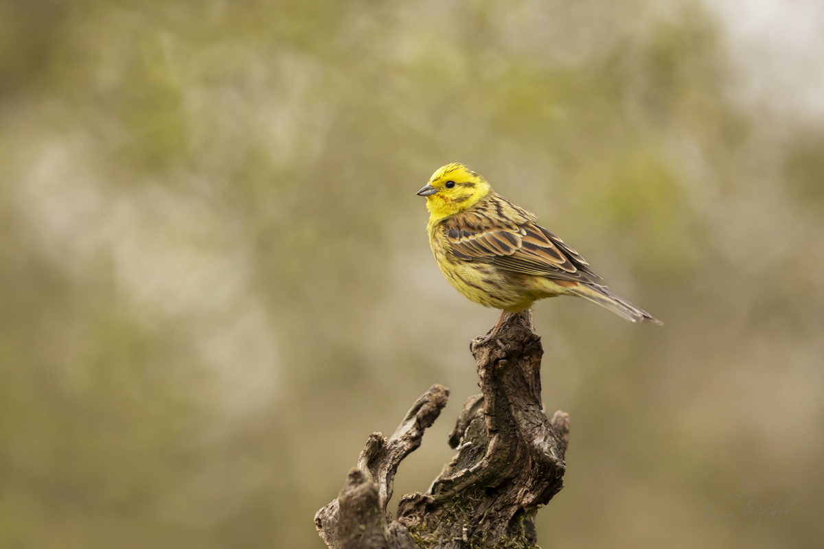 Strnad obecný (Emberiza citrinella) - Yellowhammer