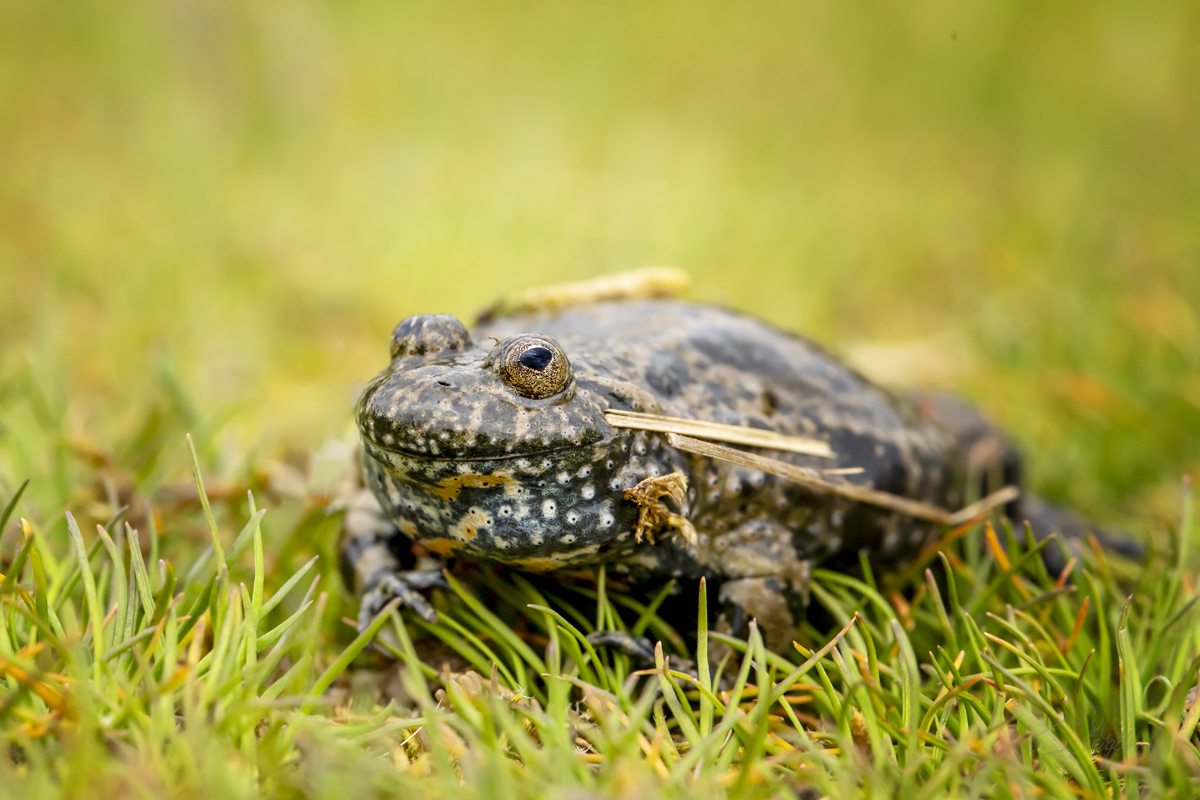 Kuňka Obecná (Bombina bombina) - European fire-bellied toad