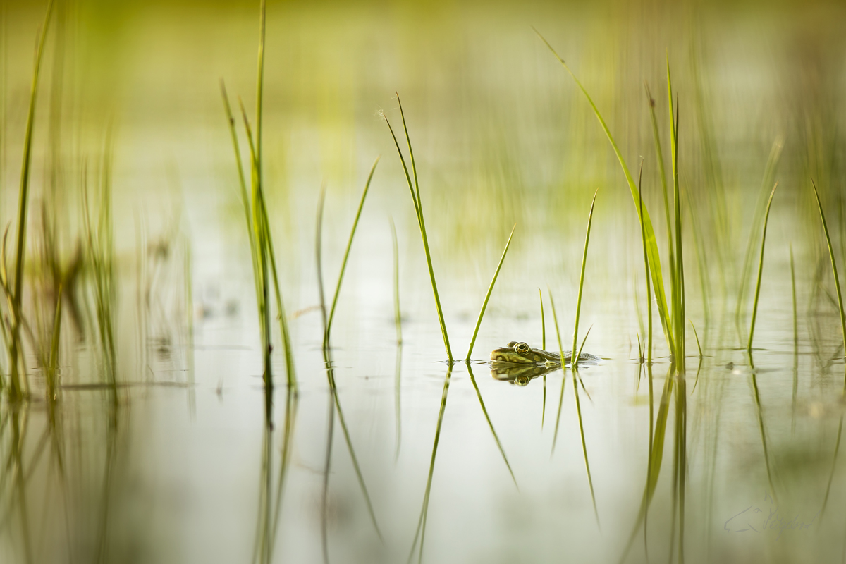 Skokan zelený (Pelophylax esculentus) - Edible frog