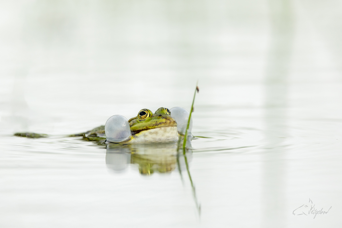 Skokan zelený (Pelophylax esculentus) - Edible frog