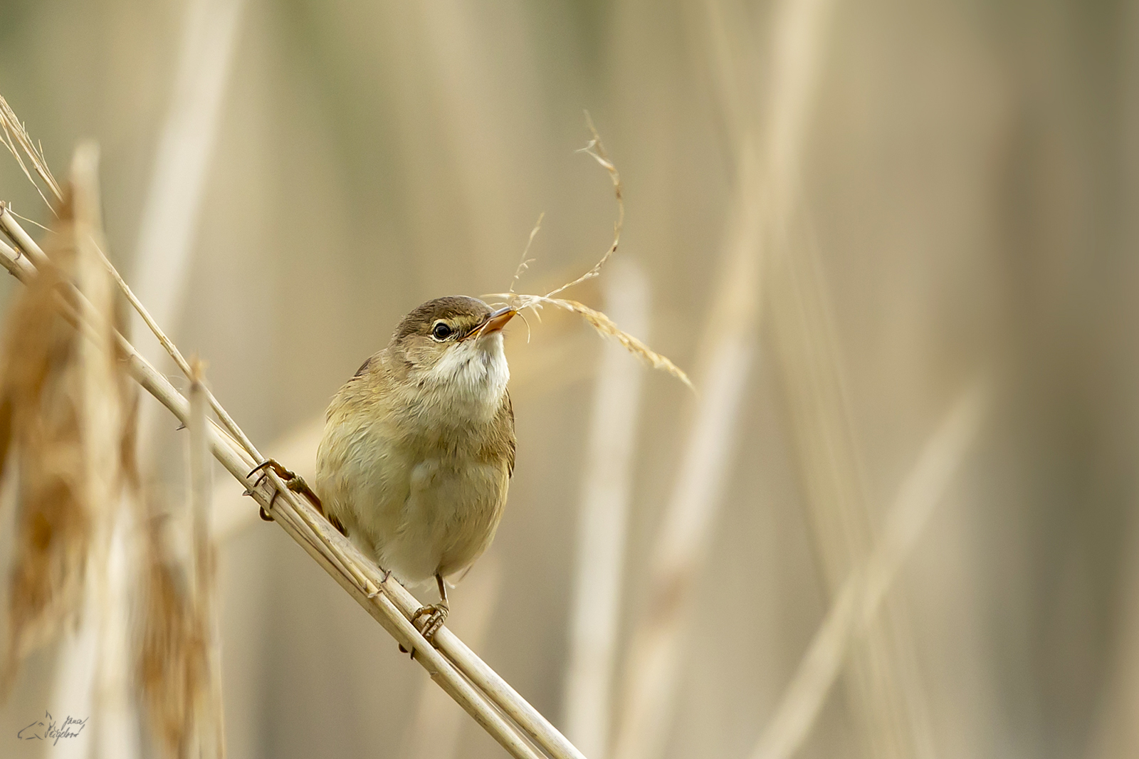 Rákosník velký (Acrocephalus arundinaceus) - Great reed warbler