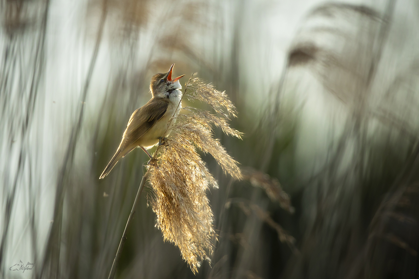 Rákosník velký (Acrocephalus arundinaceus) - Great reed warbler