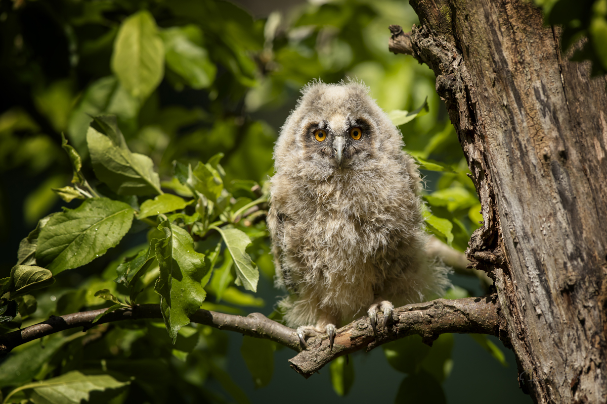 Kalous ušatý (Asio otus) - Northern long-eared owl