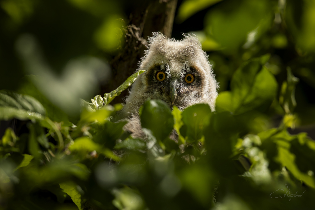 Kalous ušatý (Asio otus) - Northern long-eared owl