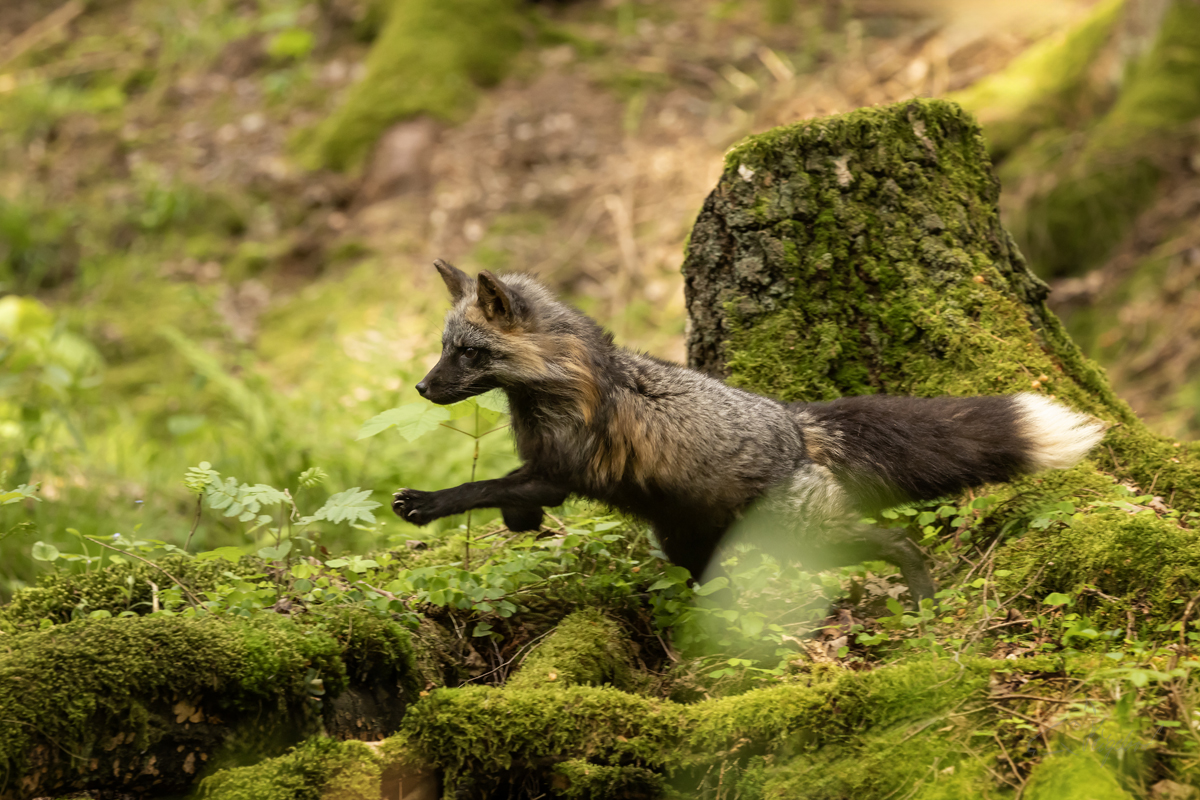 Liška obecná (Vulpes vulpes) - Rex fox