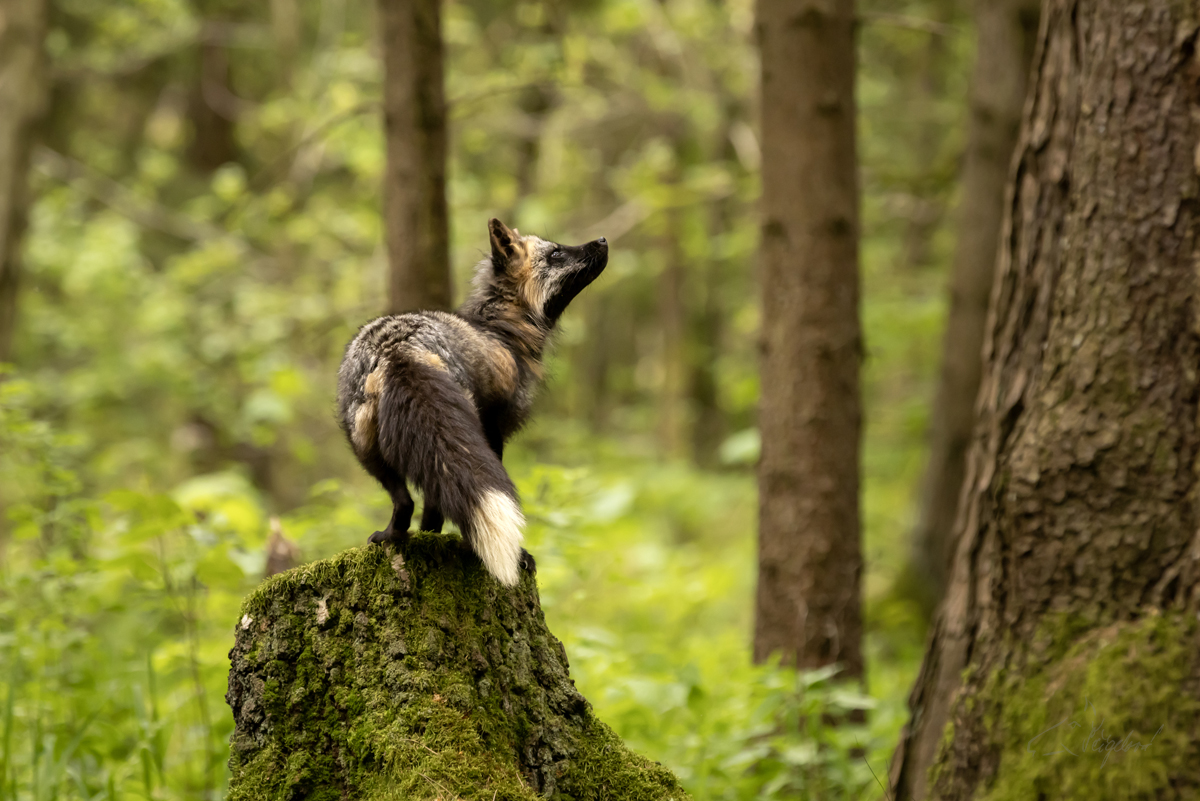 Liška obecná (Vulpes vulpes) - Rex fox