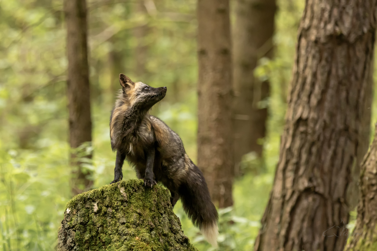 Liška obecná (Vulpes vulpes) - Rex fox