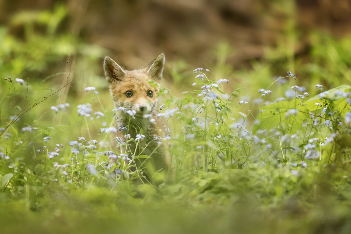 Liška obecná (Vulpes vulpes) - Rex fox