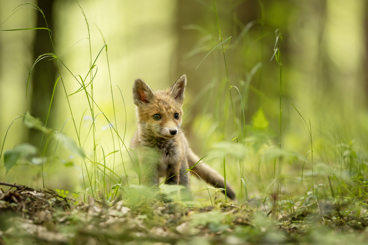 Liška obecná (Vulpes vulpes) - Rex fox