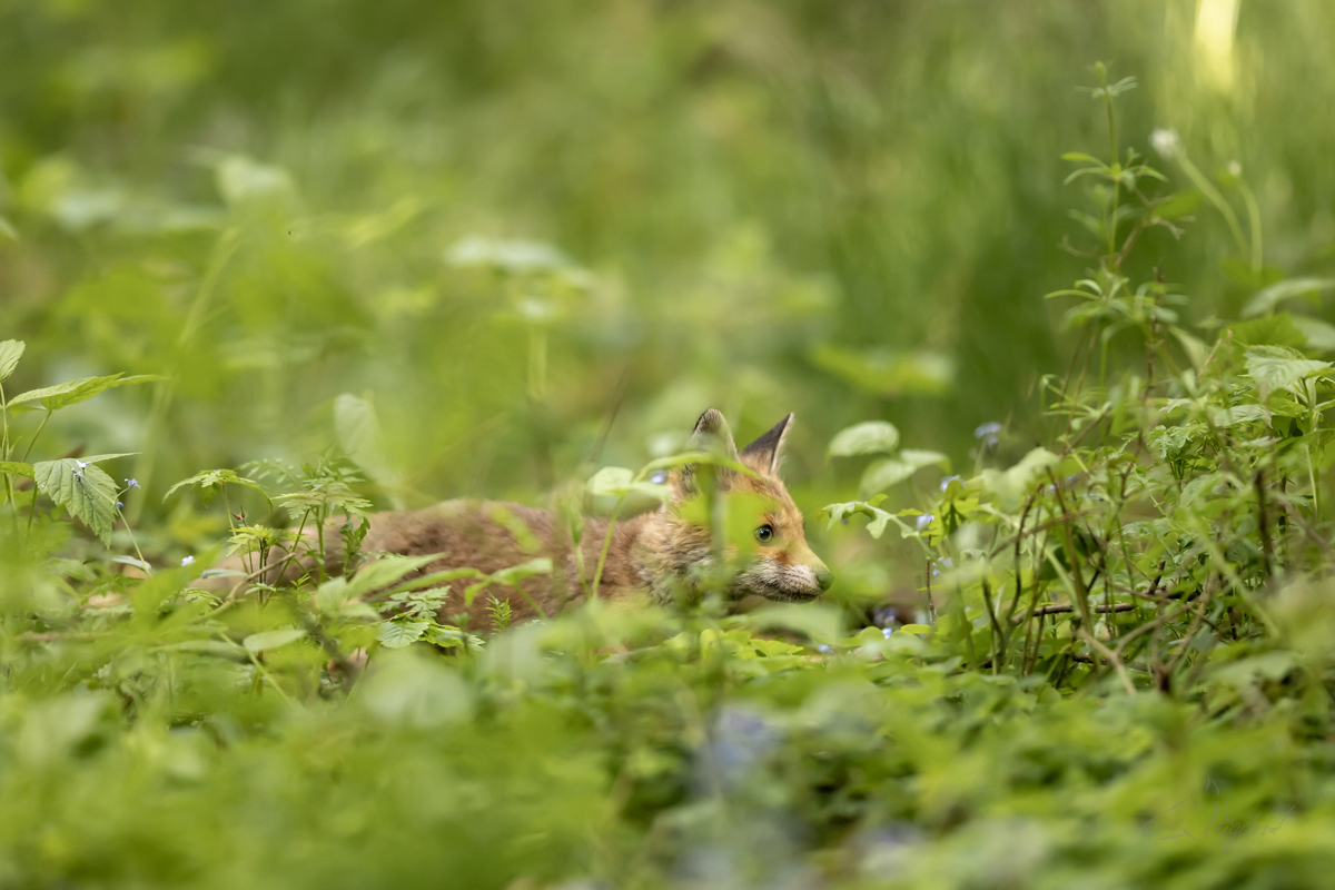 Liška obecná (Vulpes vulpes) - Rex fox