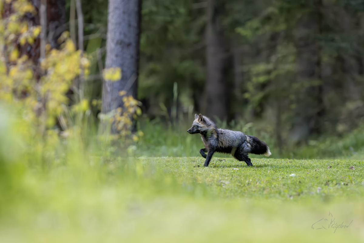 Liška obecná (Vulpes vulpes) - Rex fox