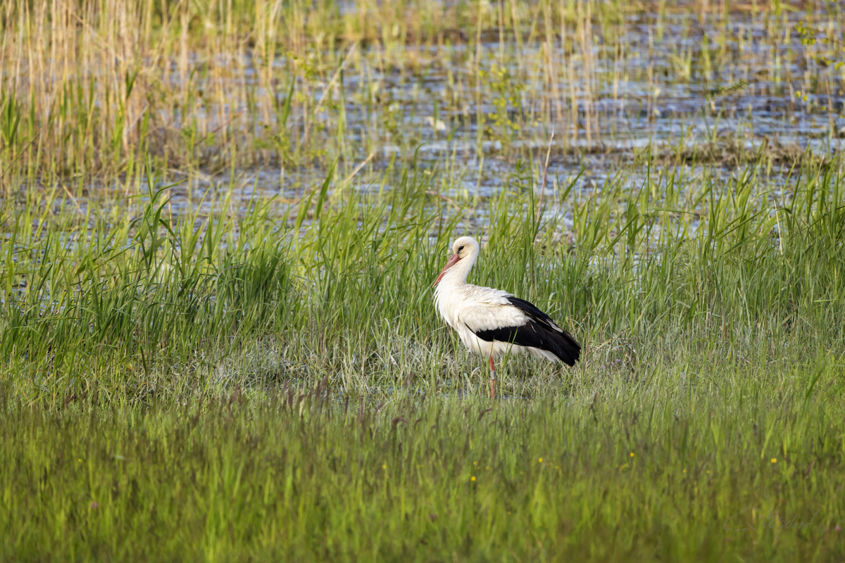 Čáp bílý (Ciconia ciconia) - White stork