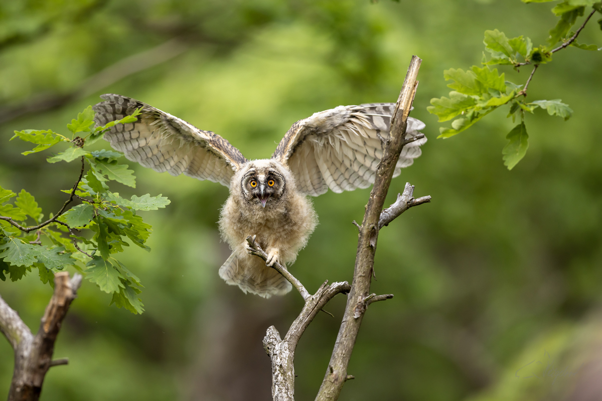 Kalous ušatý (Asio otus) - Long-eared owl