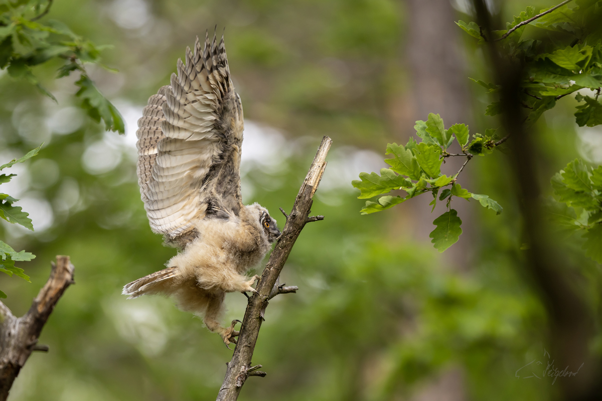 Kalous ušatý (Asio otus) - Long-eared owl