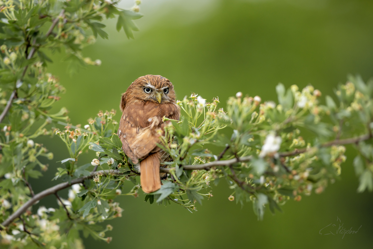 Kulíček brazilský (Glaucidium brasilianum) - Ferruginous pygmy owl