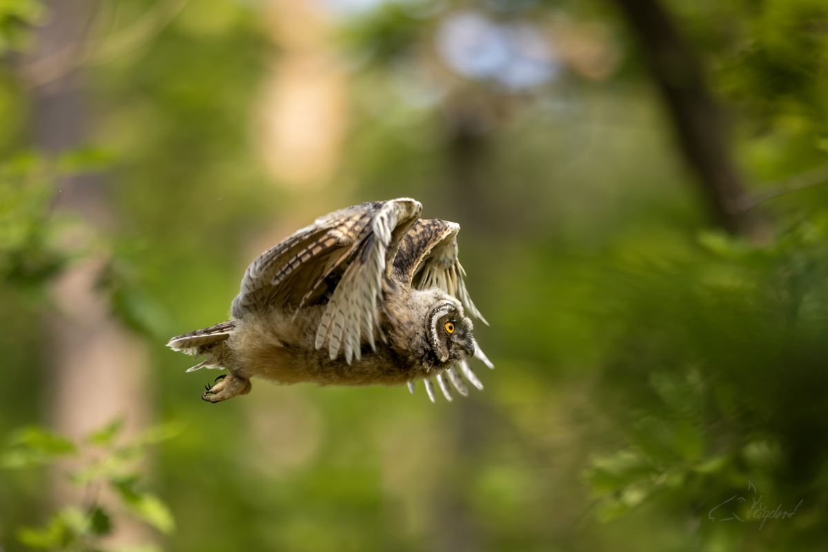 Kalous ušatý (Asio otus) - Long-eared owl