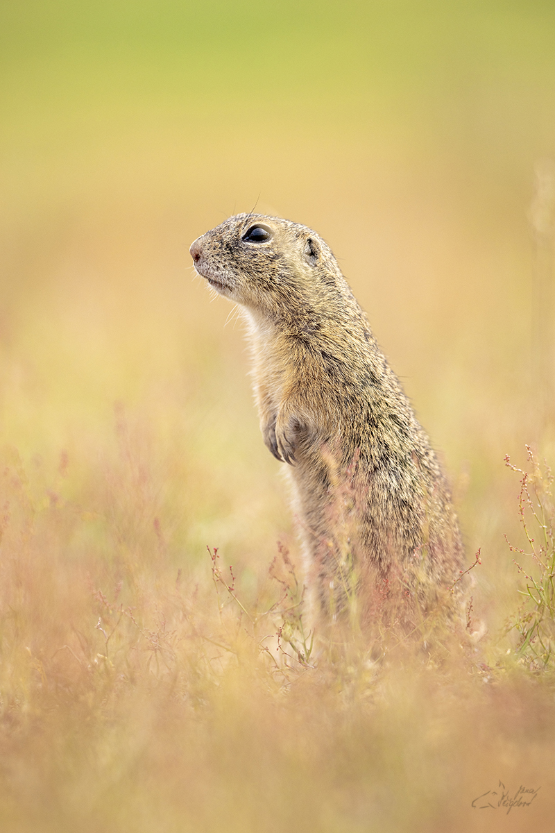 Sysel obecný (Spermophilus citellus)  - European ground squirrel