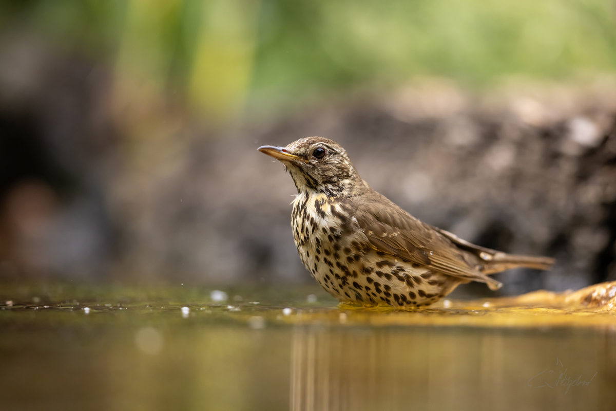 Drozd zpěvný (Turdus philomelos) - Song thrush