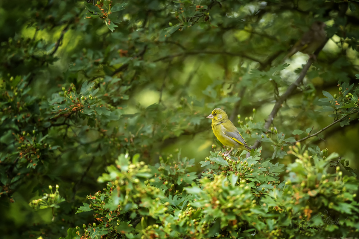 Zvonek zelený (Chloris chloris) - European greenfinch