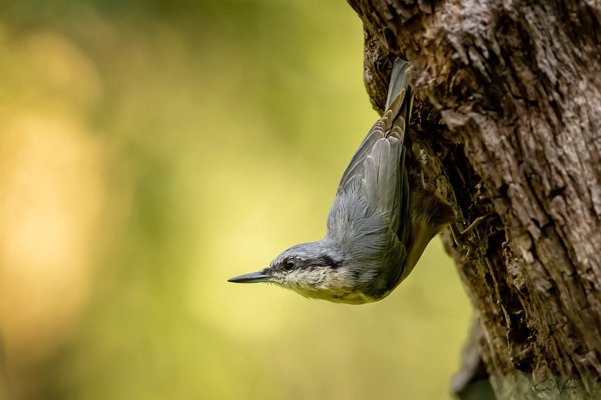 Brhlík lesní (sitta europaea) - Eurasian nuthatch