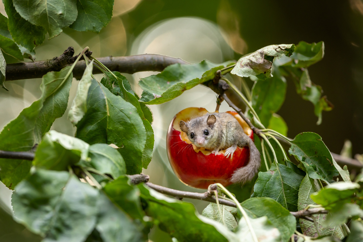 Plch africký (Graphiurus murinus) - Woodland dormouse