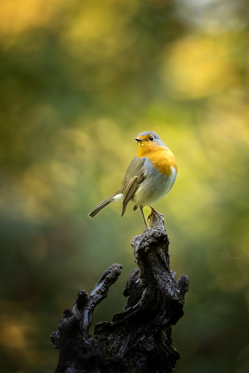 Červenka obecná (Erithacus rubecula) - European robin