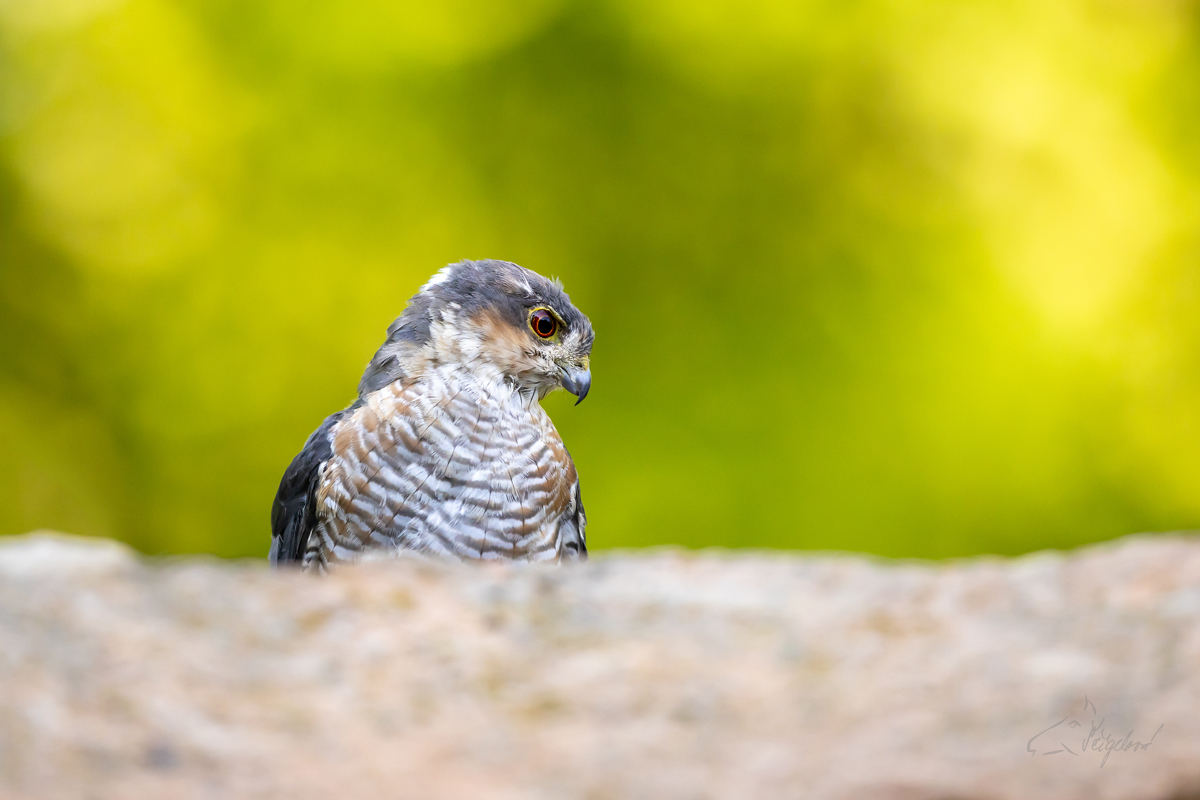 Krahujec obecný (Accipiter nisus) - Eurasian sparowhawk