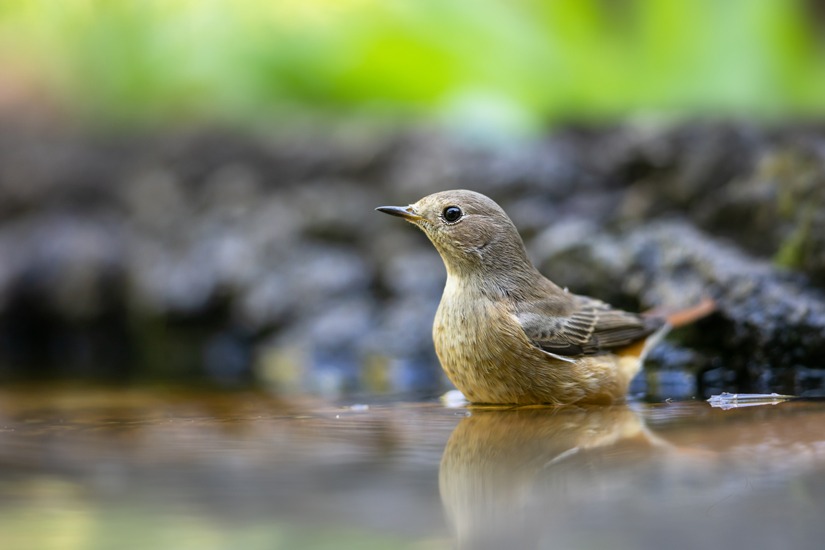 Rehek zahradní (phoenicurus phoenicurus) - Common redstart