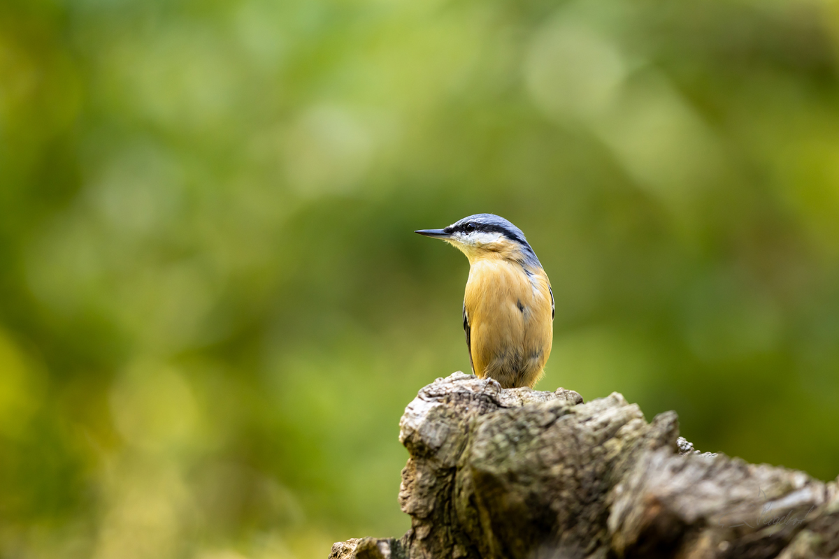 Brhlík lesní (Sita europaea) - Eurasian nuthatch