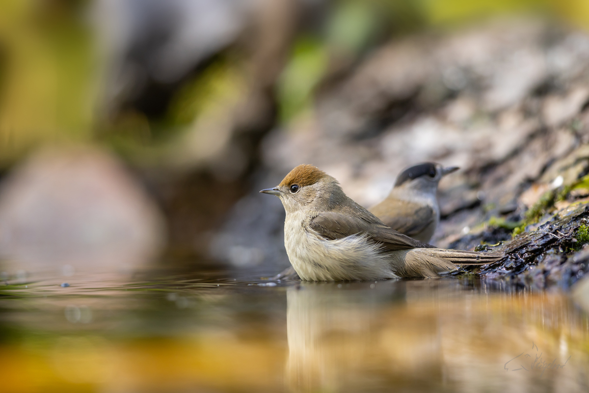 Pěnice černohlavá (Sylvia atricapilla) - Eurasian blackcap