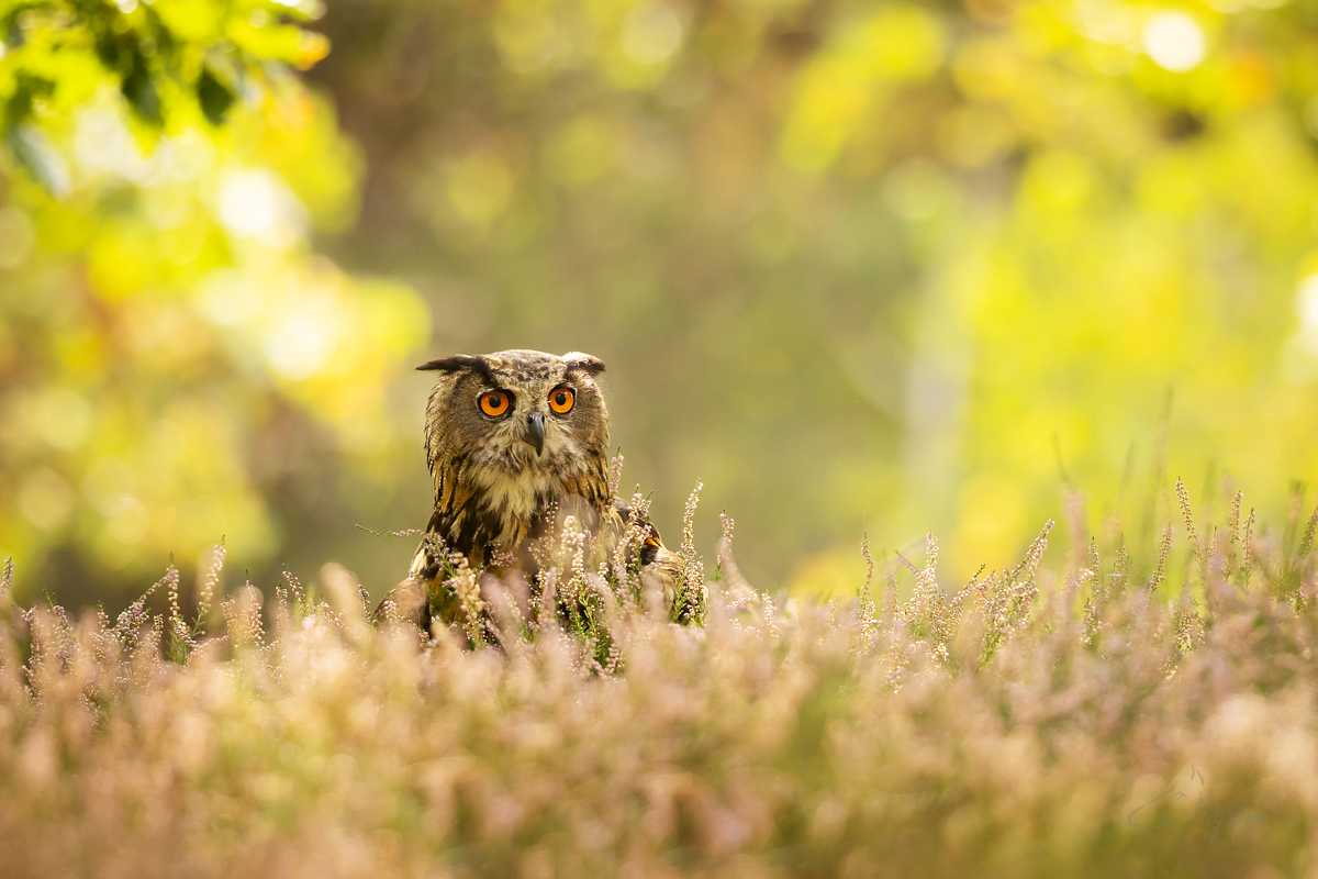 Výr velký (Bubo bubo) - Eurasian eagle-owl