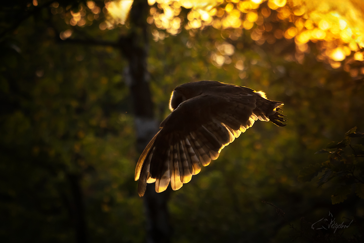 Sova pálená (Tyto alba) - Barn owl