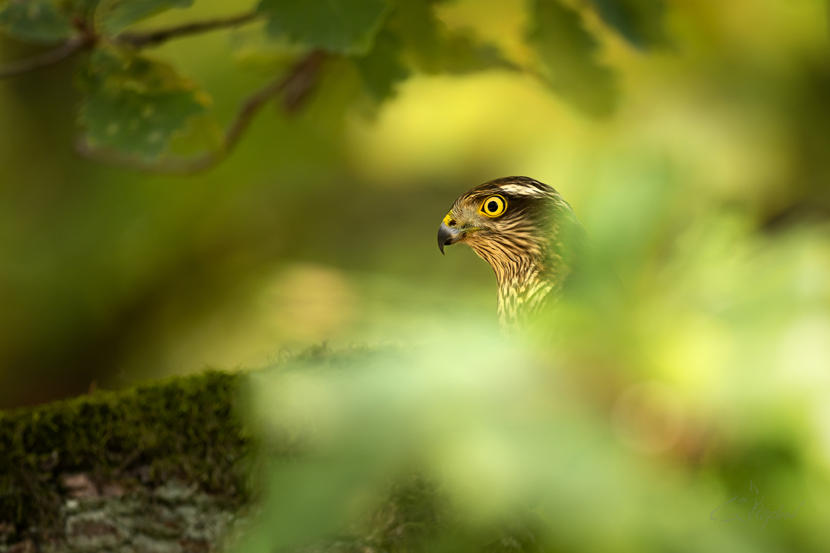 Krahujec obecný (Accipiter nisus) - Eurasian Sparrowhawk