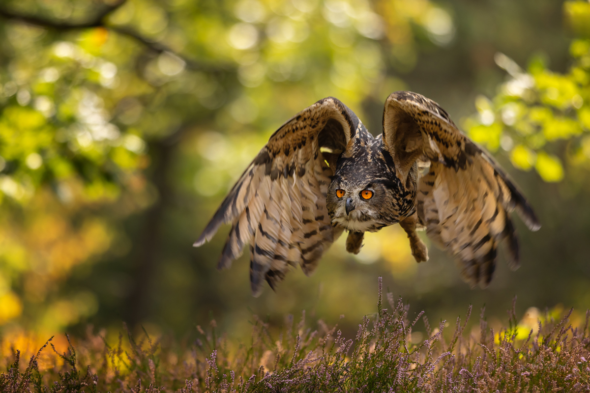 Výr velký (Bubo bubo) - Eurasian eagle-owl