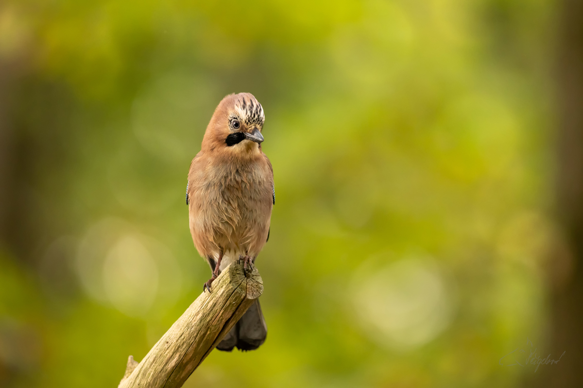 Sojka obecná (Garrulus glandarius) - Eurasian jay