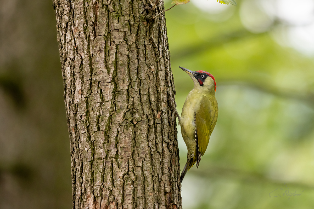 Žluna zelená (Picus viridis) - European green woodpecker