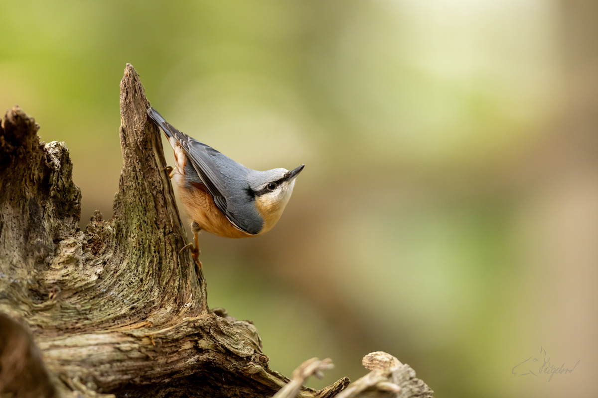 Brhlík lesní (Sitta europaea) - Eurasian nuthatch