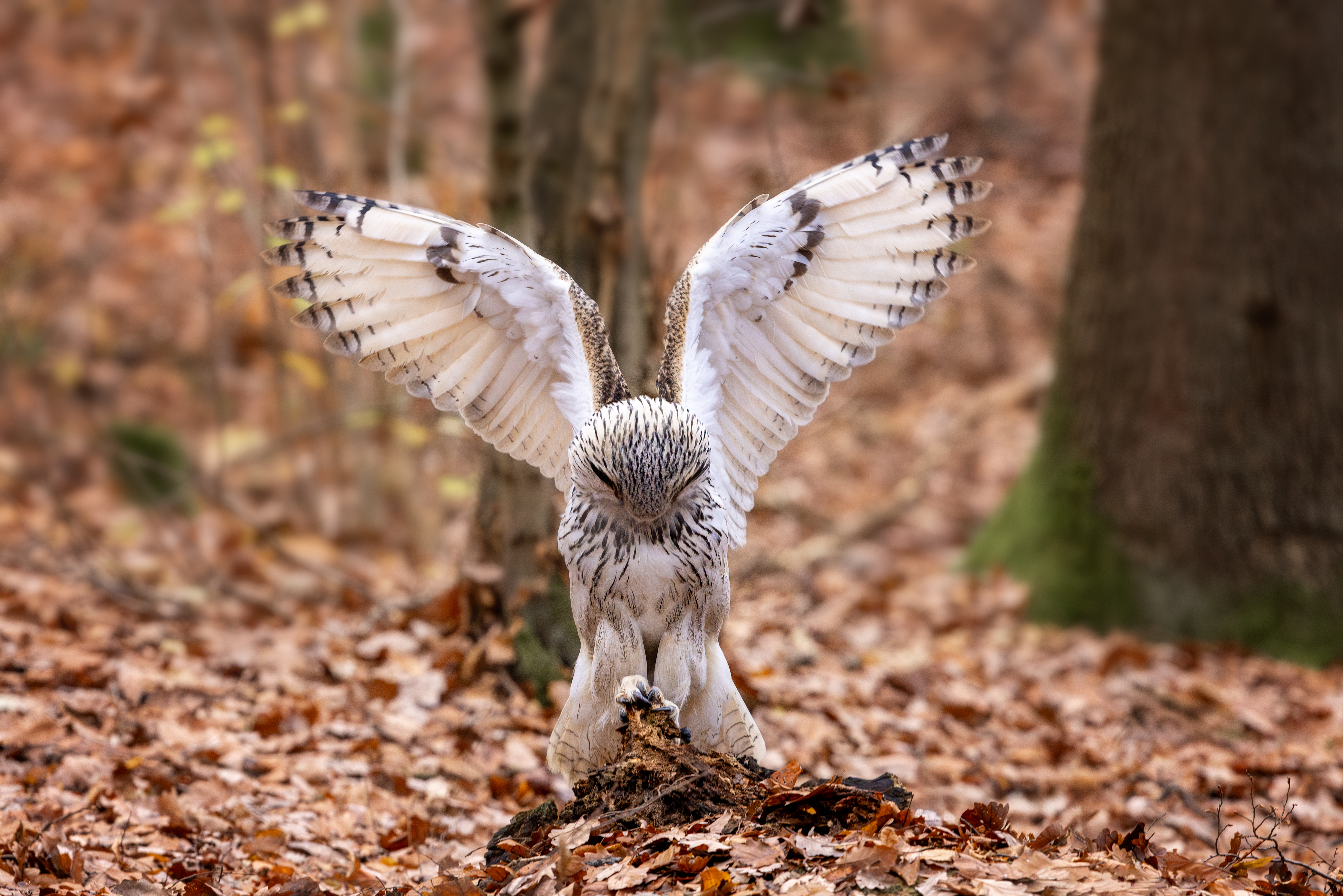 Výr velký sibiřský (Bubo bubo sibiricus) - Siberian eagle-owl