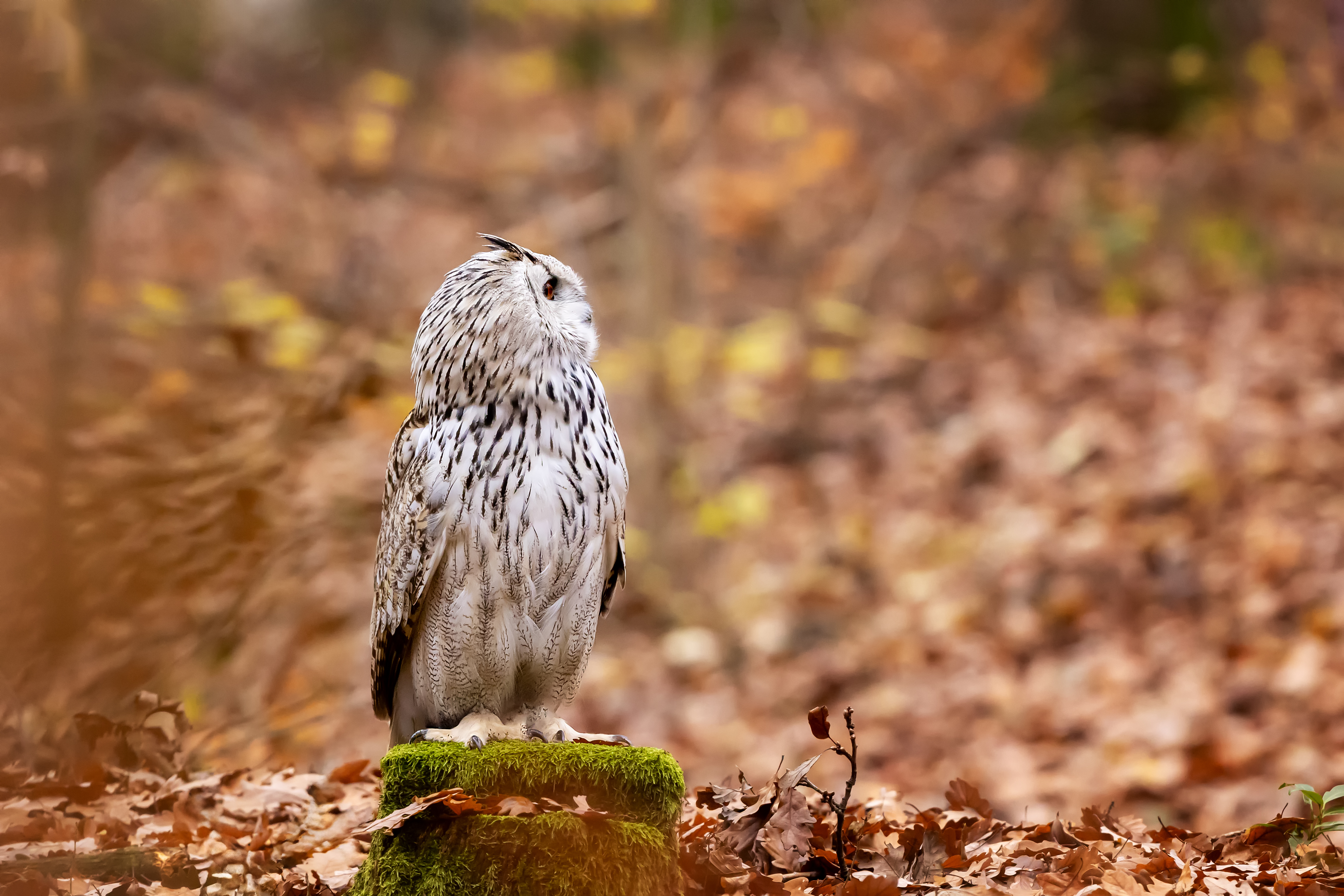 Výr velký sibiřský (Bubo bubo sibiricus) - Siberian eagle-owl