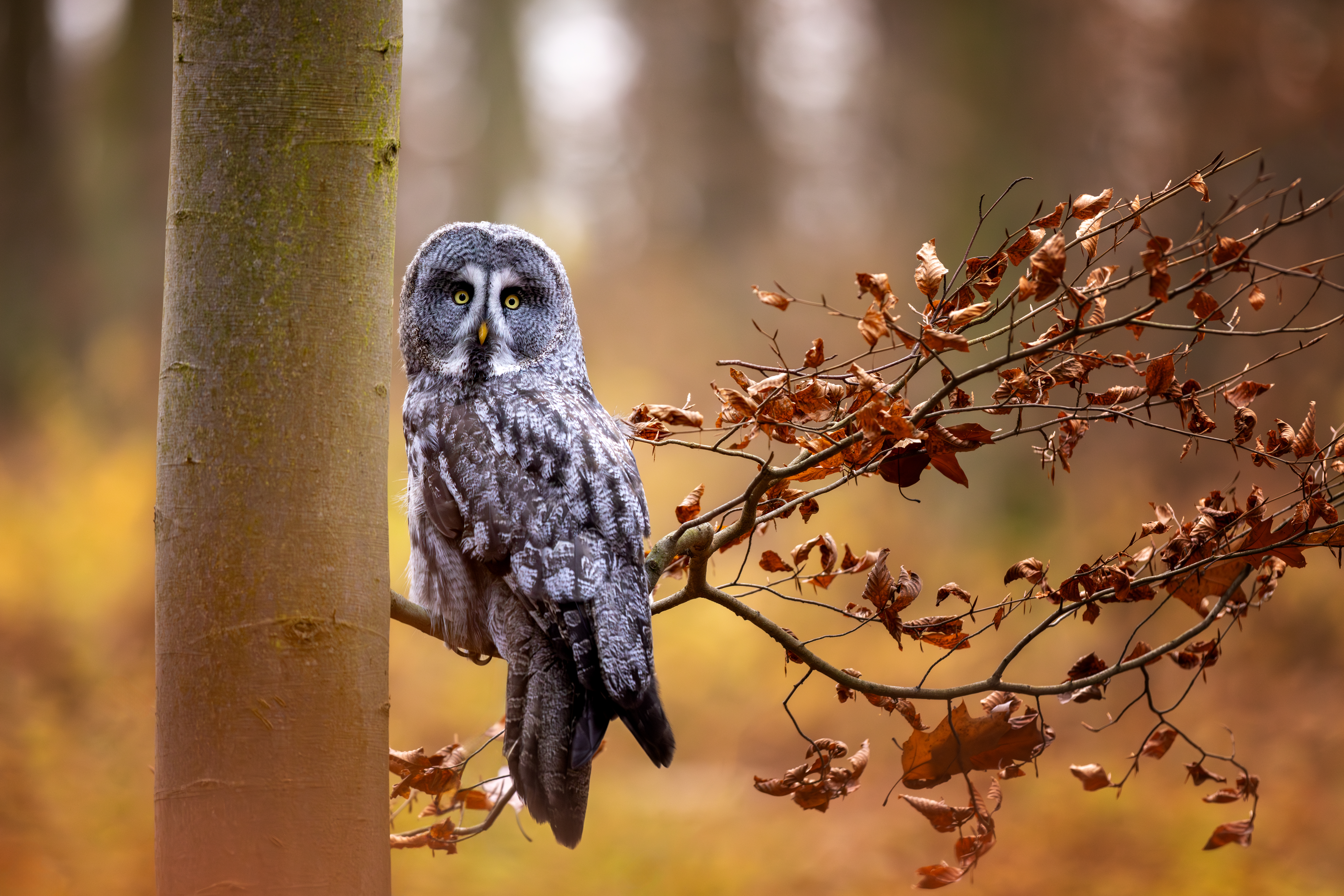 Puštík bradatý (strix nebulosa) - Grat grey owl