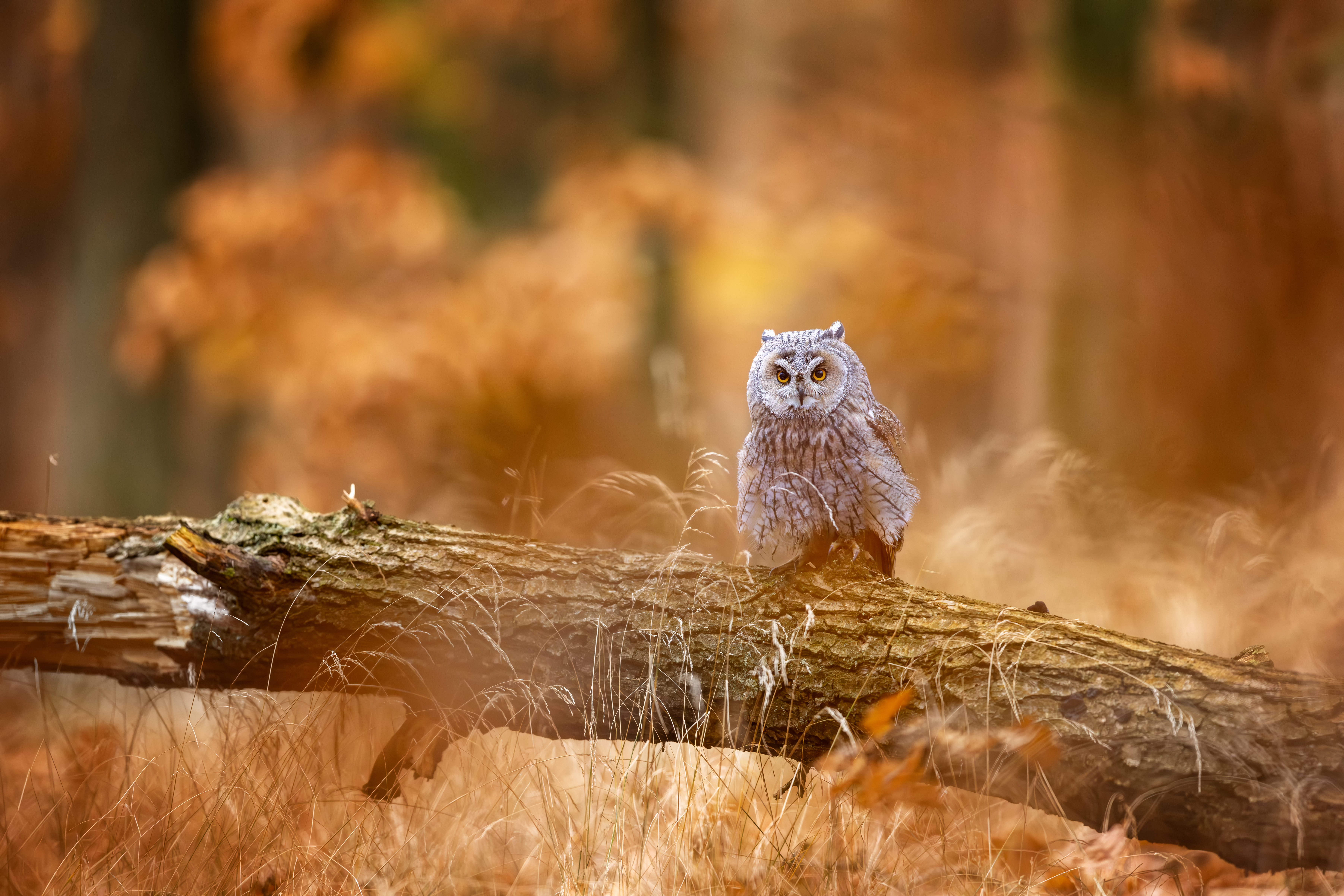 Kalous ušatý (Asio otus) - Long-eared owl