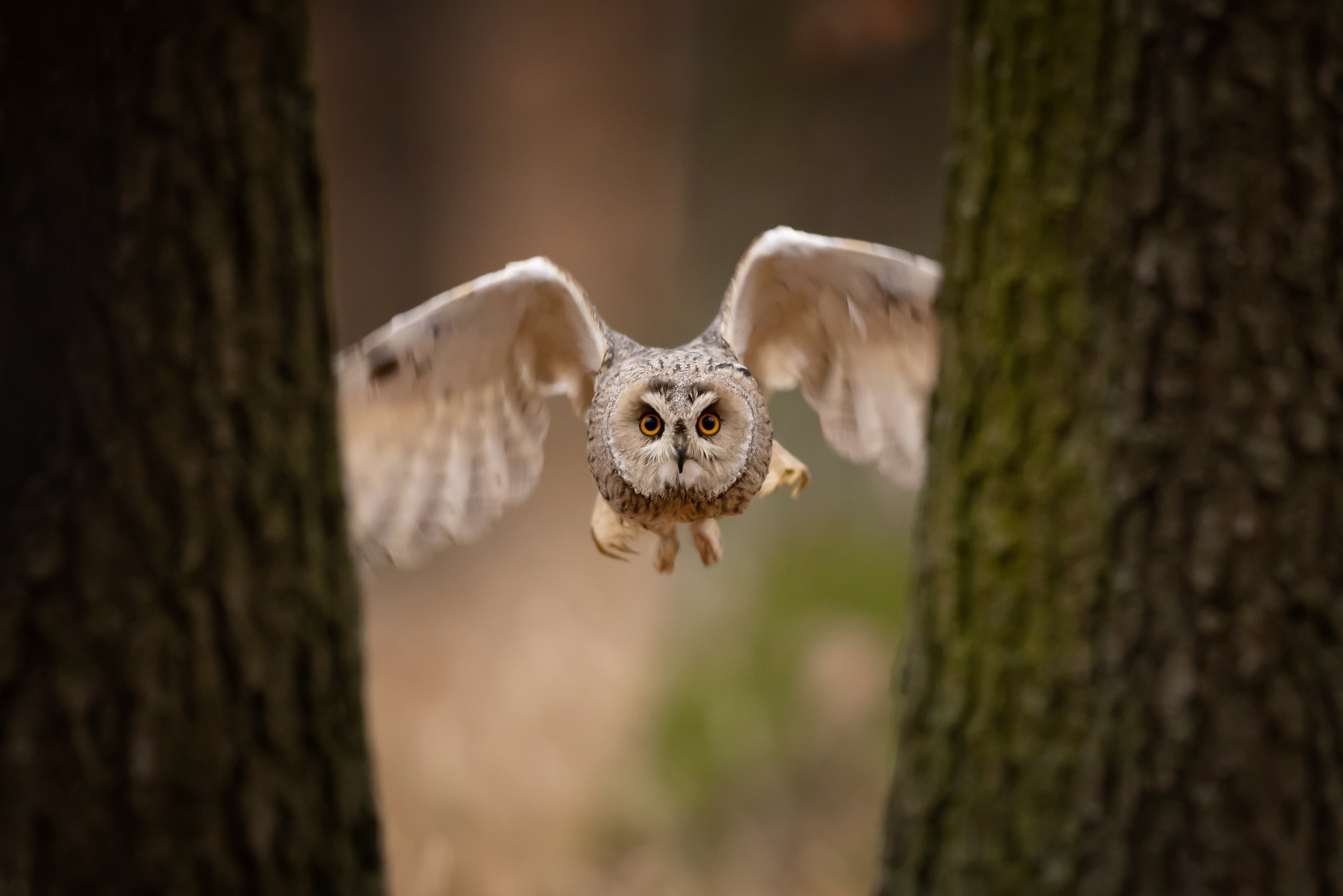 Kalous ušatý (Asio otus) - Long-eared owl