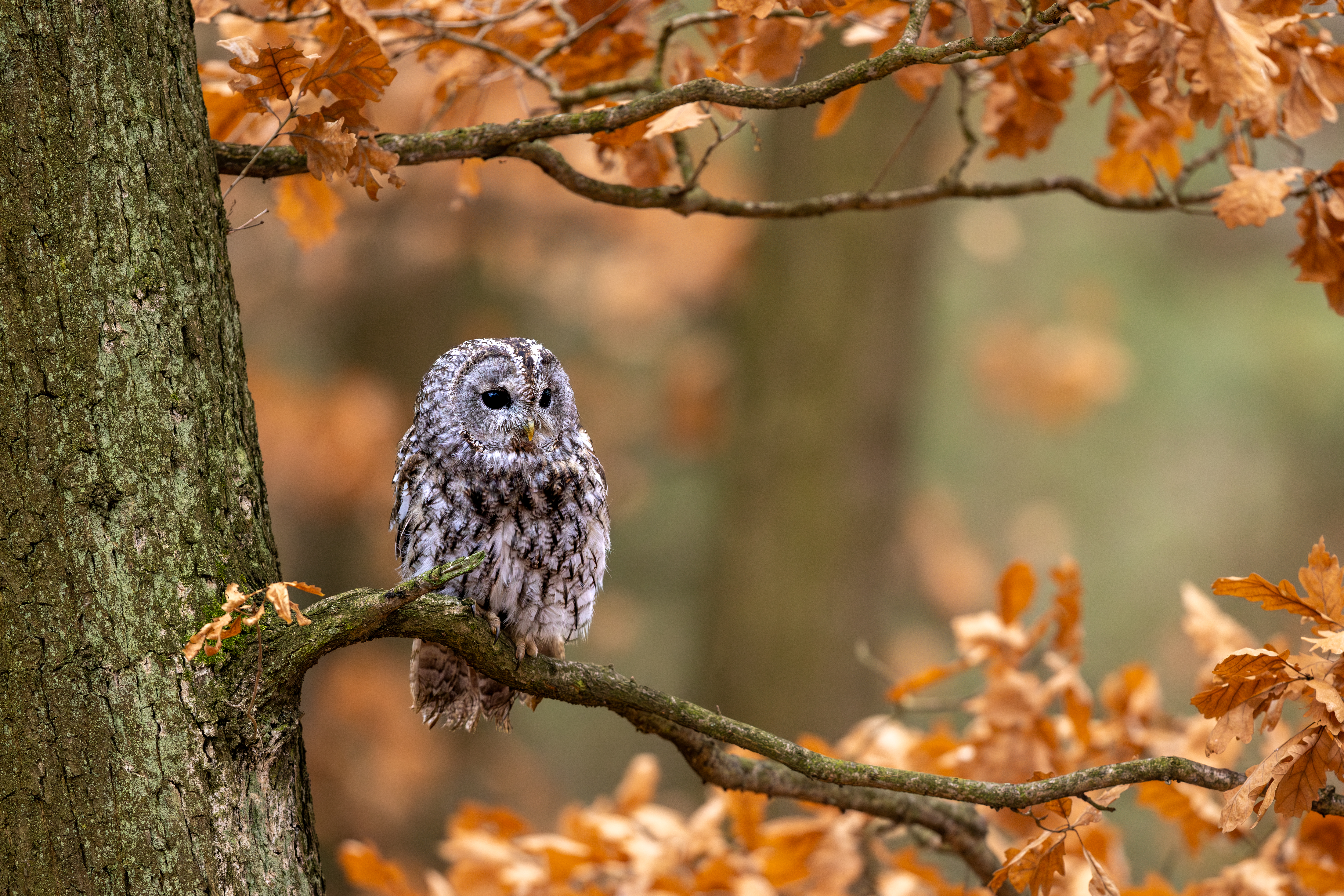 Puštík obecný (Strix aluco) - Tawny owl