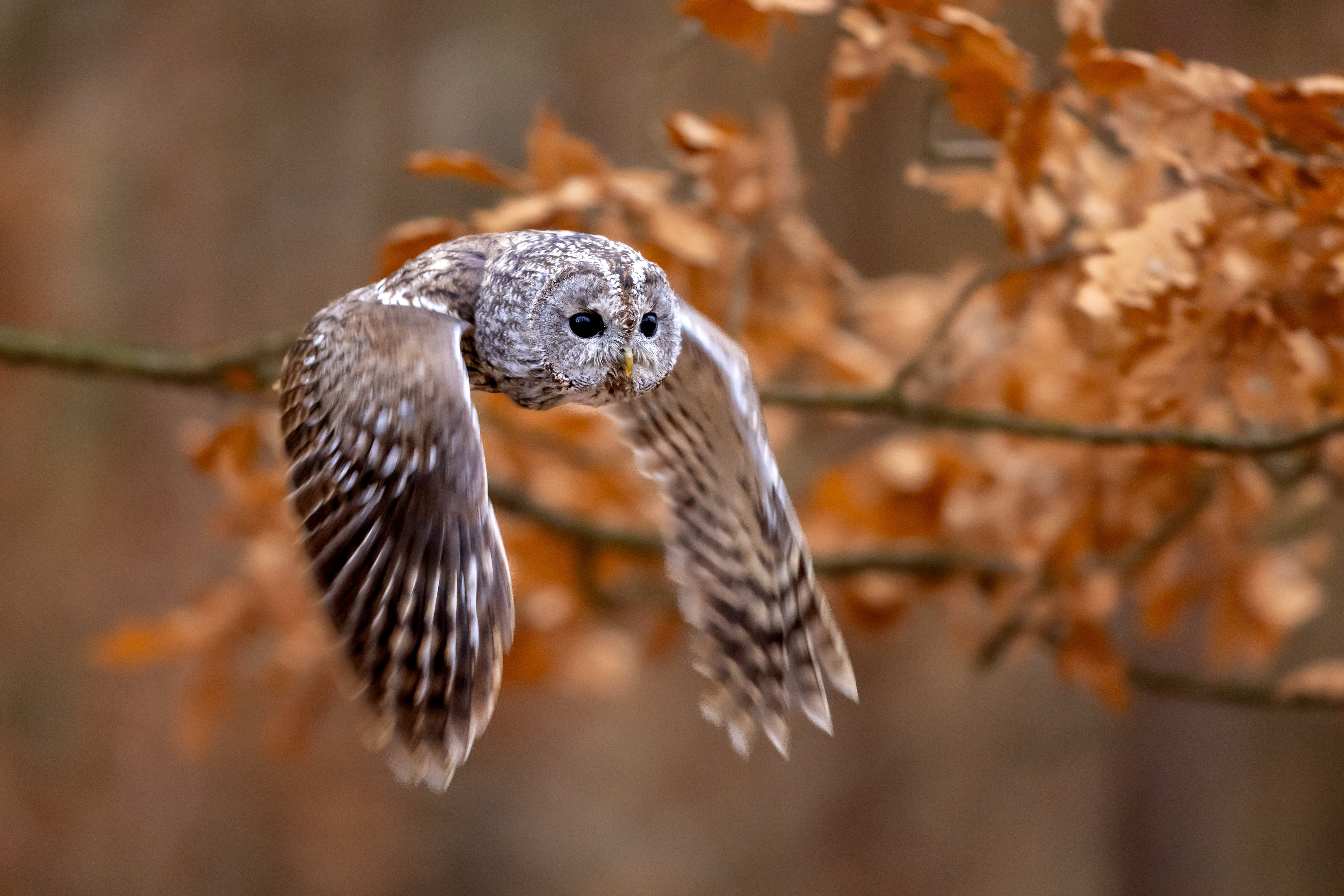 Puštík obecný (Strix aluco) - Tawny owl