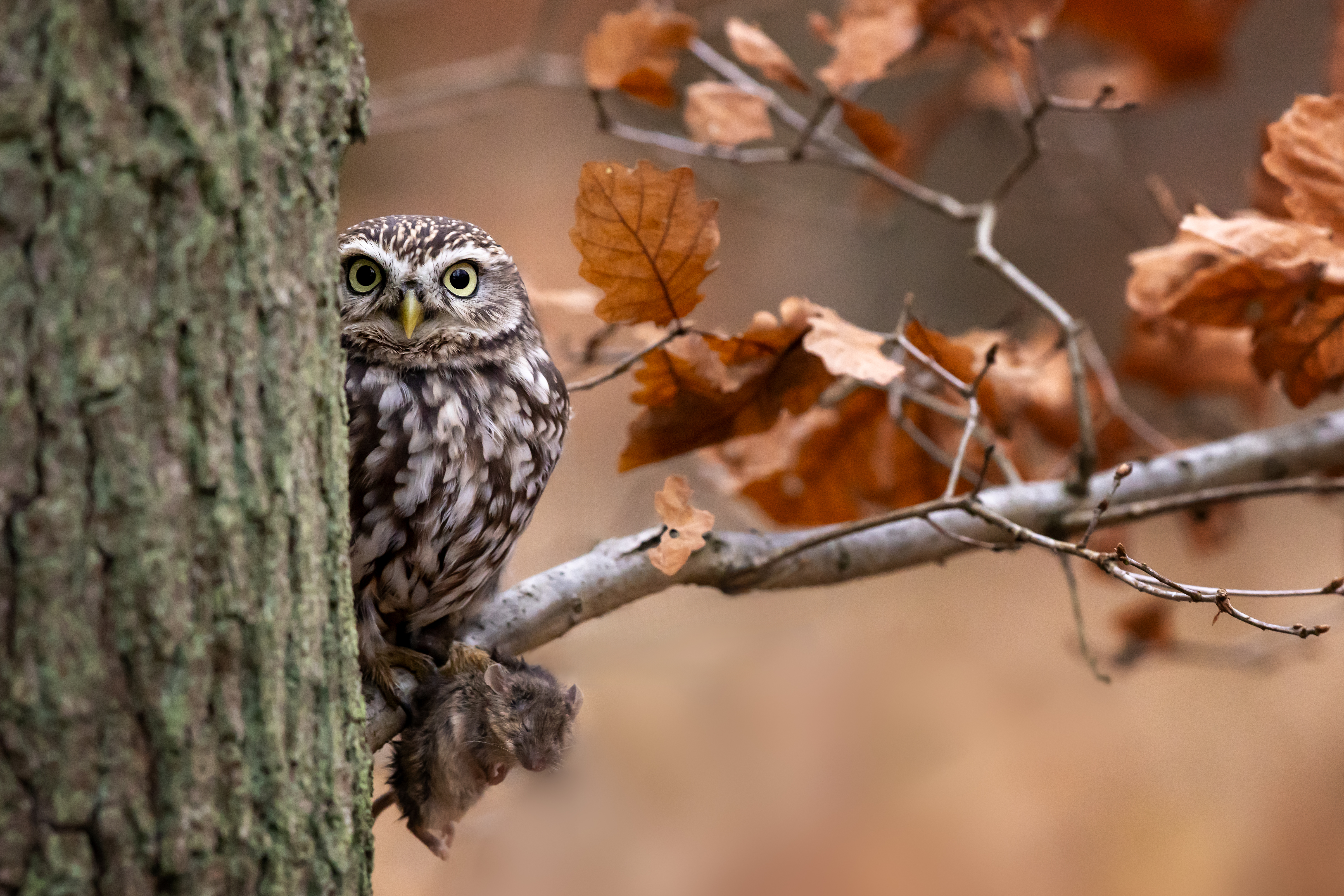 Sýček obecný (Athene noctua) - Little owl